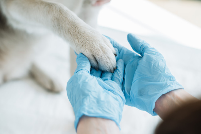 Vet holding dog's paw